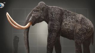 VIDEO &bdquo;Fildeșul st&acirc;ng era complet&rdquo;.  Pregătesc o expoziție unicat