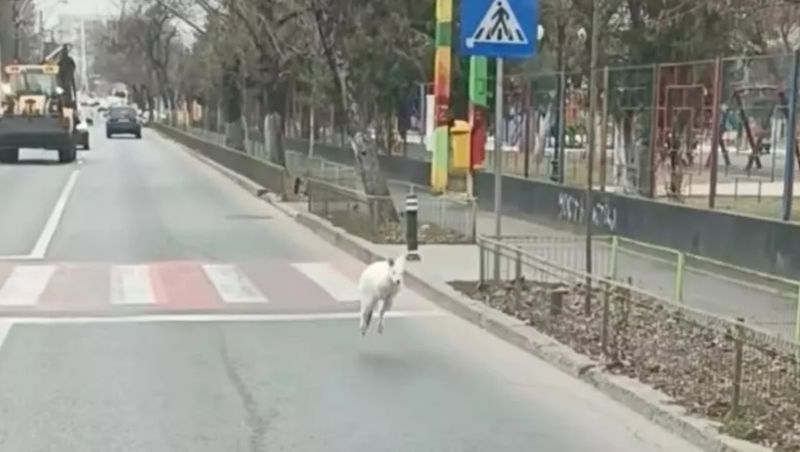 Un cangur alb, filmat cum aleargă printre mașini în București