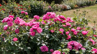 Secretul unei Grădini Plină de Culoare: Combină Butașii de Trandafiri cu Alte Flori Spectaculoase