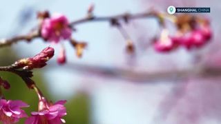 VIDEO Sărbătoarea cireșilor înfloriți. Climatologii sunt îngrijorați