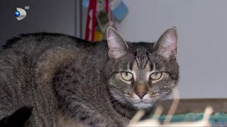 Viața cu animăluțe: dragoste și cheltuieli