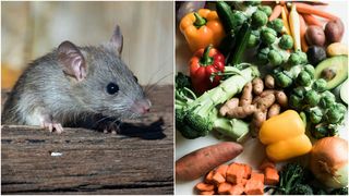 Descoperire macabră &icirc;ntr-un supermarket din Italia! Capul unui șoarece, găsit &icirc;ntr-o pungă cu legume congelate