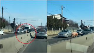 VIDEO Un porc plimbăreț s-a jucat cu nervii șoferilor din Prahova. Animalul care se plimba nestingherit printre mașini a &icirc;ncurcat circulația pe DN 1B