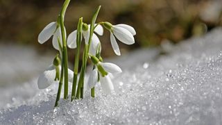 Capul Primăverii, tradiția din Maramureș de mult uitată