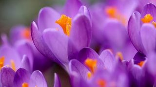 Vremea &icirc;n martie 2025: Vești bune de la meteo! C&acirc;nd vom avea temperaturi de primăvară?