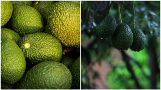 5 lucruri mai puțin cunoscute despre avocado: Crește &icirc;ntr-un pom care poate ajunge la 25 de metri