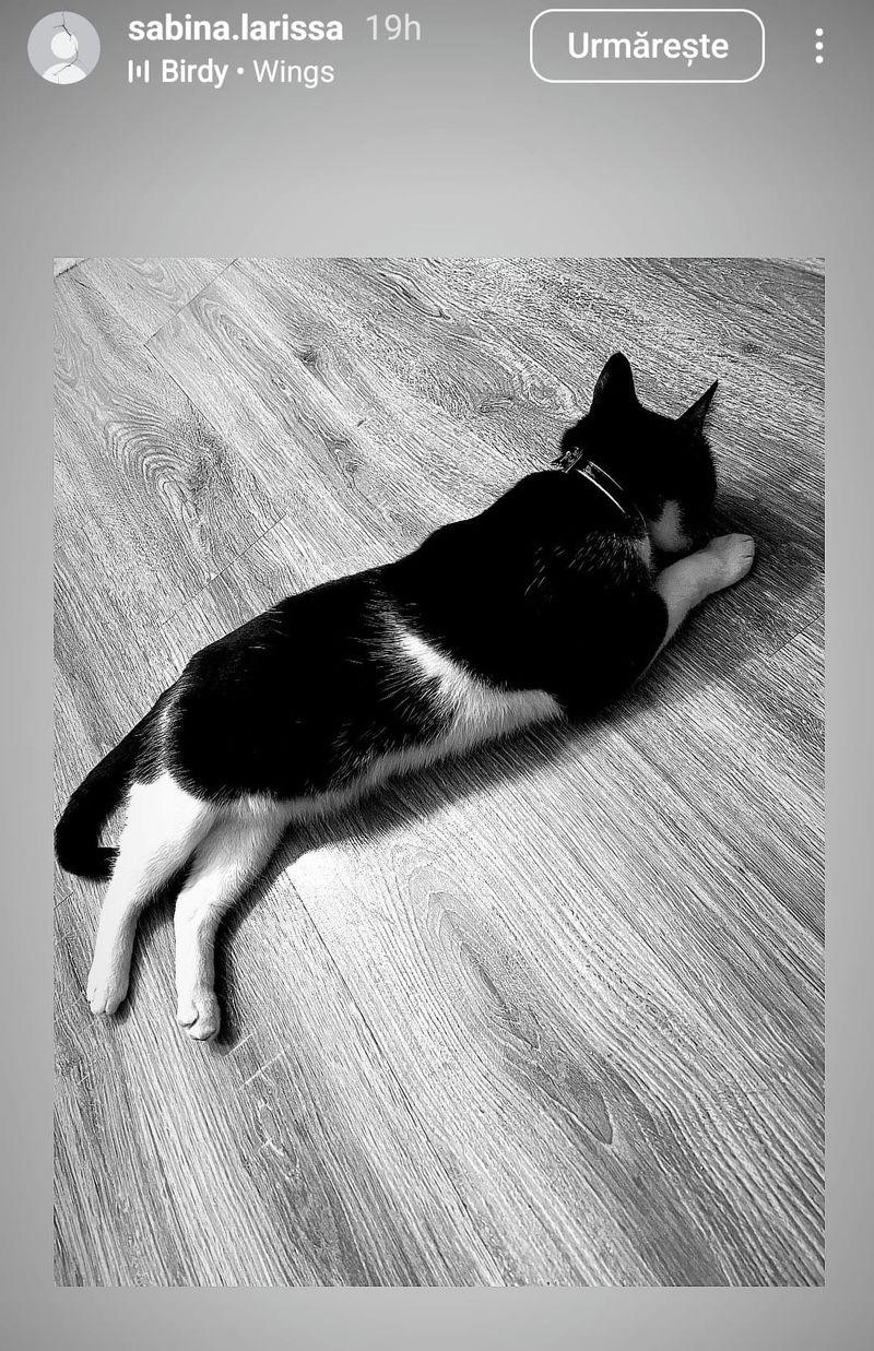 andrei pernes fosta sotie, sabrina, andrei pernes accident