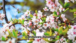 Mesaje 1 Martie 2025 &ndash; Cele mai frumoase urări pentru prima zi de primăvară