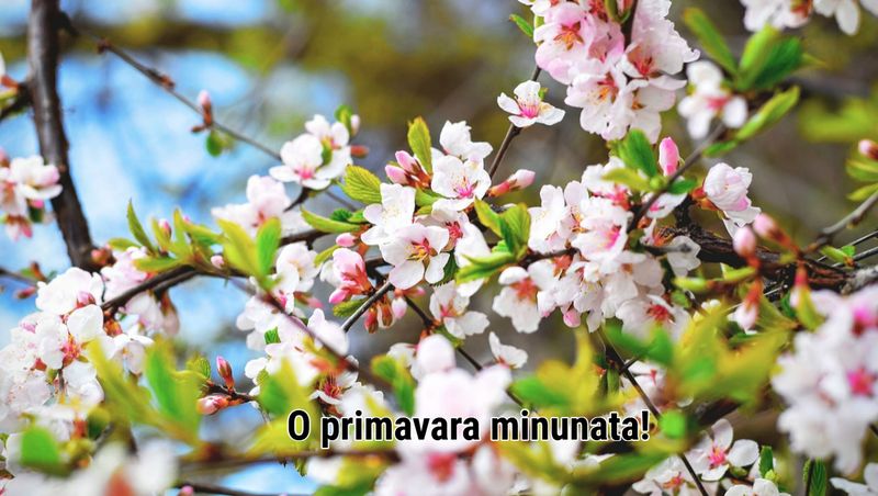 Mesaje 1 Martie 2025 – Cele mai frumoase urări pentru prima zi de primăvară