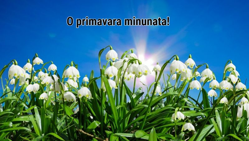 Mesaje 1 Martie 2025 – Cele mai frumoase urări pentru prima zi de primăvară