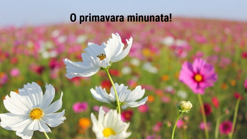 Felicitări de 1 Martie 2025