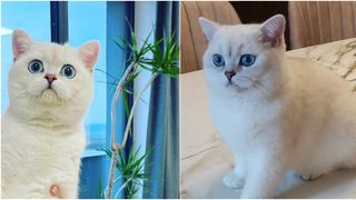 VIDEO România are cea mai frumoasă pisică din Europa