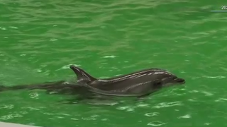 VIDEO Delfinariul Constanța, &icirc;nchis temporar după decesul lui Cen Cen, vedeta spectacolelor de pe litoral