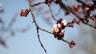 VIDEO Primăvara începe cu alegerea babelor