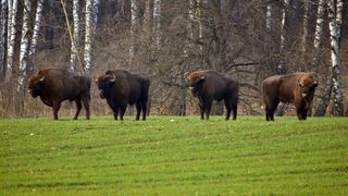 Rezervația de zimbri - județul Neamț