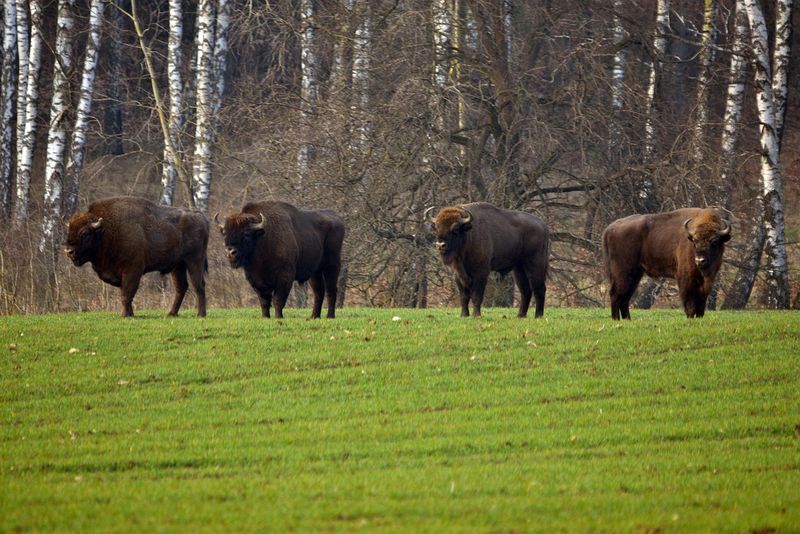 Rezervația de zimbri - județul Neamț