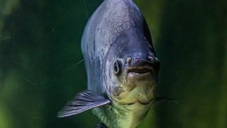 Peștele Pacu, &icirc;ntr-un lac din Maramureș