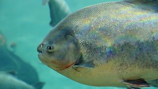 Peștele Pacu, găsit de pescari, &icirc;n 2019, &icirc;ntr-un lac din Maramureș