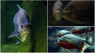 Lacul din Maramureș unde au fost găsiți c&acirc;țiva pești din specia Pacu, &icirc;nrudiți cu Piranha