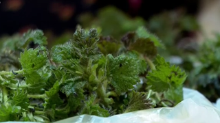 VIDEO Românii sunt „doctori” specialiști în plante