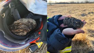 Pompierii din Gorj, îngeri păzitori pentru un iepuraș. A fost la un pas să devină scrum din cauza unui incendiu de vegetație pus intenționat: „Este puțin pârlit”