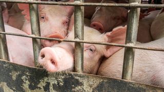 Amenzi uriașe pentru rom&acirc;nii care cresc porci &icirc;n curte și nu &icirc;i declară la Registrul Agricol