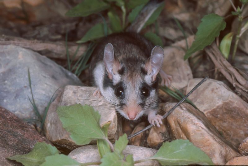 Pârșul de stejar trăiește în județul Neamț
