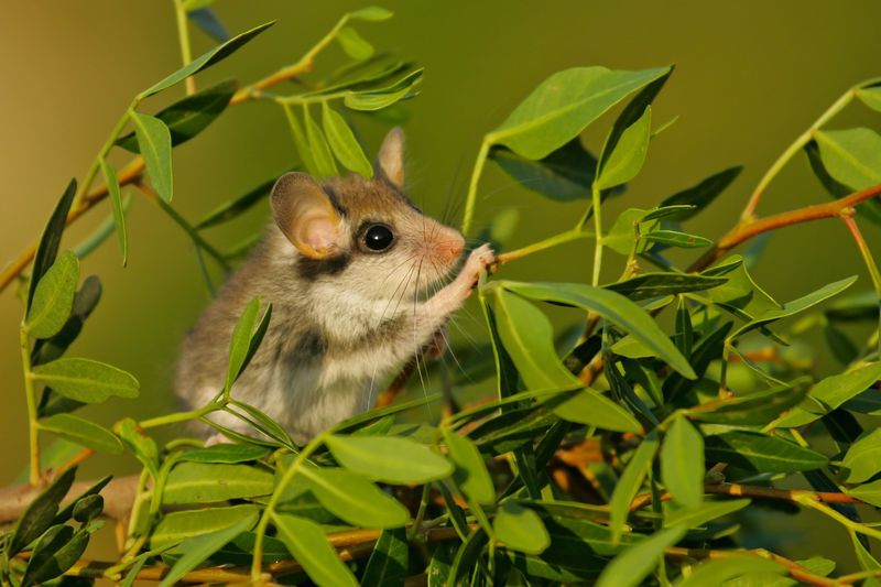 Pârșul de stejar