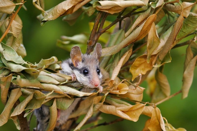 Pârșul de stejar