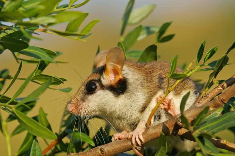 Pârșul de stejar