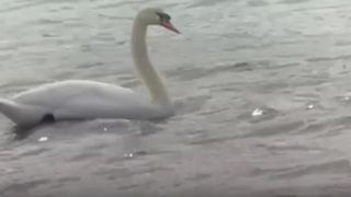 VIDEO Zeci de lebede fac spectacol pe râul Olt