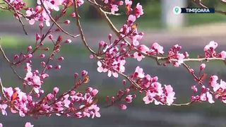 VIDEO &bdquo;Am venit să facem poze&rdquo;. &bdquo;Misterul cireșilor&rdquo; din tunelul iubirii