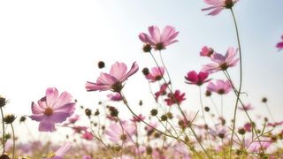 Cum va fi vremea de Florii si Paste 2025. Anunțul-surpriză de la ANM