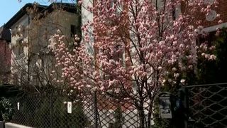 VIDEO Magnoliile, reginele instagramabile ale primăverii