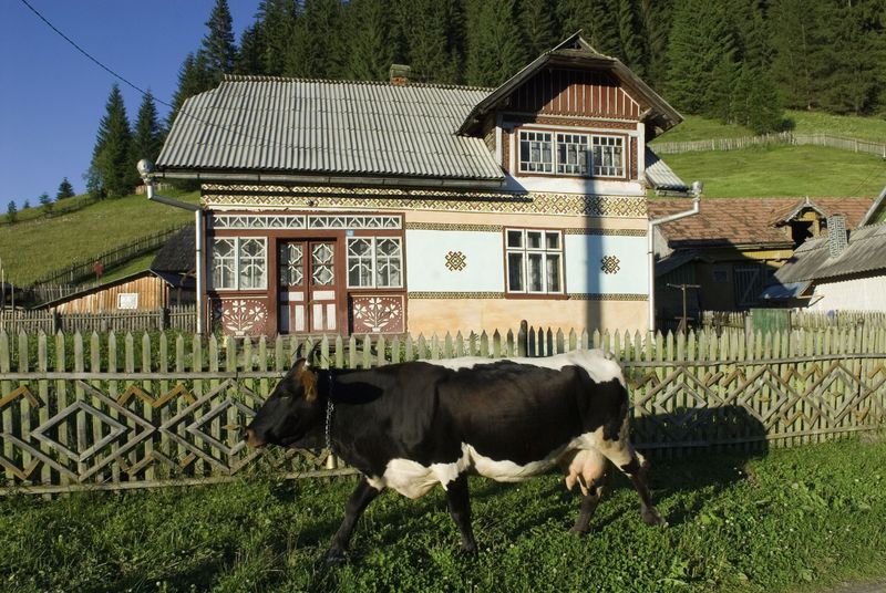 Ciocănești - județul Suceava