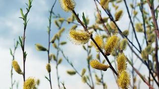 Floriile 2025, următoarea zi cu dezlegare la Pește din Postul Paștelui: Pe ce dată se sărbătorește