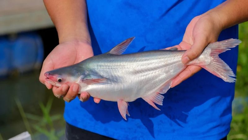 Pangasius, risc pentru sănătate