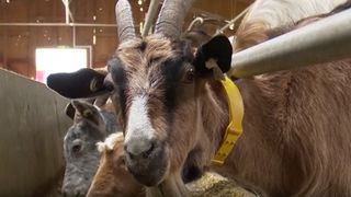 VIDEO Carnea de ied, din ce &icirc;n ce mai căutată &icirc;n Rom&acirc;nia