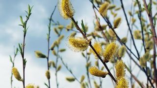 Duminica Floriilor 2025