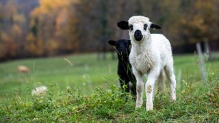 Ce preț are un miel în viu înainte de Paște 2025?