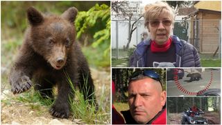 VIDEO Ursoaica agresivă din Predeal a fost împușcată, dar puii riscă aceeași soartă