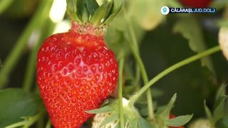 VIDEO &bdquo;Am avut mult de muncă&rdquo;. S-au scumpit căpșunele rom&acirc;nești
