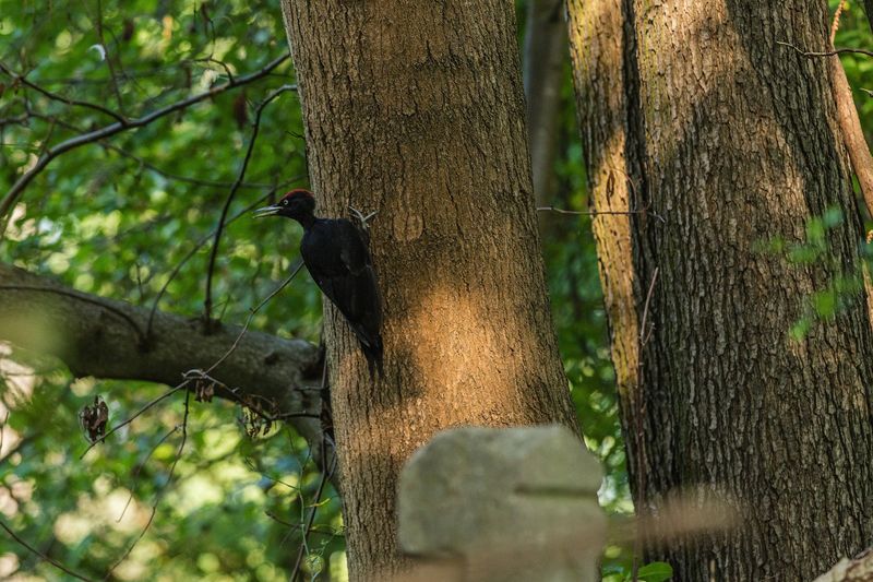 Ciocănitoarea neagră trăiește și în județul Neamț