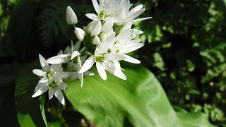 Leurda are puternice efecte antiseptice, antimicrobiene și antivirale