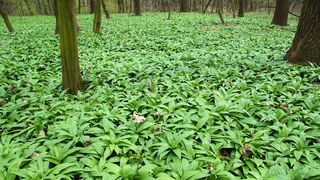 Leurda are puternice efecte antiseptice, antimicrobiene și antivirale