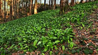 Leurda este considerată un adevărat adevărat medicament al naturii