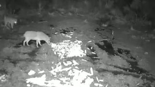 VIDEO Alertă &icirc;n Otopeni- porc mistreț &icirc;n mijlocul orașului