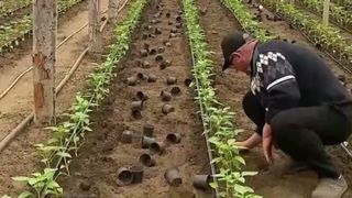 VIDEO Ajutorul pentru producători ieftinește legumele