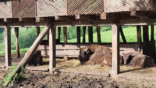 Zimbrăria &bdquo;Dragoş Vodă&rdquo; din județul Neamț 