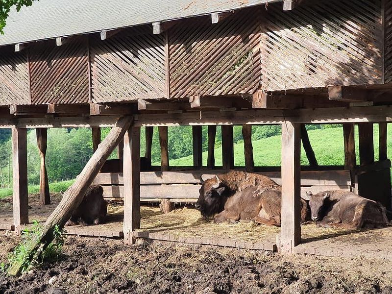 Zimbrăria „Dragoş Vodă” din județul Neamț 